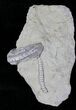 Halysiocrinus Crinoid Fossil - Crawfordsville #20840-1